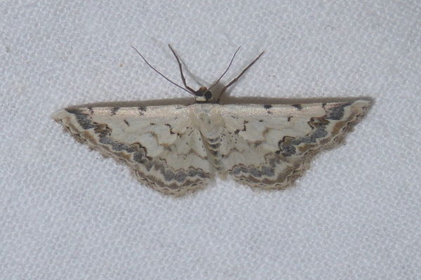 Scopula (Scopula) honestata